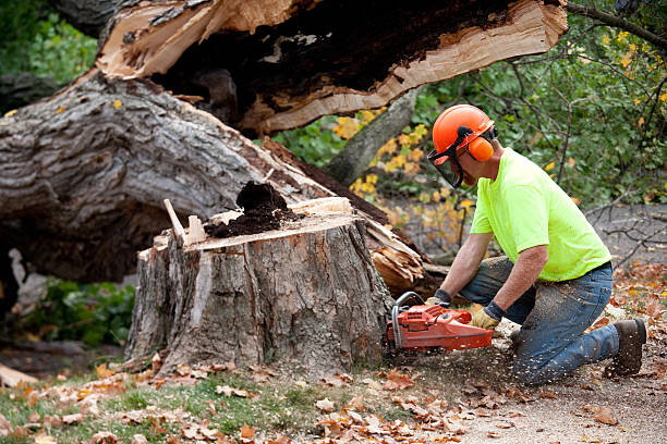 How Our Tree Care Process Works  in  New Market, AL